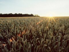 Weighing-up wheat as a feedstock