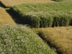 Green, green grass of home