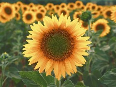 Sunflowers