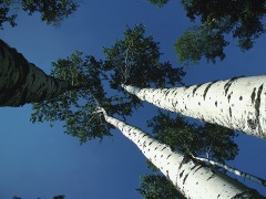 Poplar trees