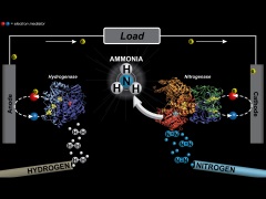 Ammonia-producing process