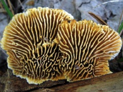 Brown rot fungi
