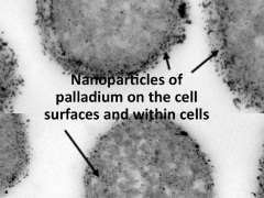 Palladium nanoparticles on bacterial cells