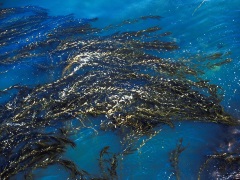 Seaweed