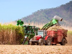Harvesting sugarcane in Brazil