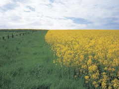 Rapeseed and grass