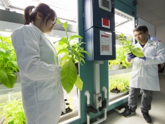 Tobacco plants with carboxysomes