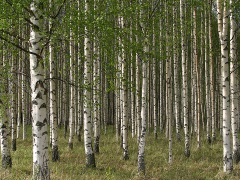 Birch trees