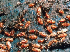 Termites