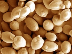 Yeast cells