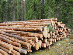 Pine logs