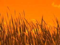 grass
