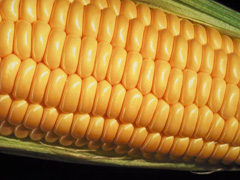 Southridge builds ethanol facility in Brazil
