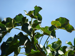Jatropha