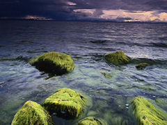 Algae