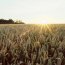 Weighing-up wheat as a feedstock