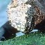 iguana eating algae