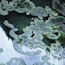 Commercial microalgae farm in China