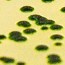 fast and furios microbes