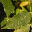 Shining light on artificial photosynthesis