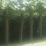 Wood from the trees