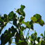 More than a kernel of hope for Jatropha's biodiesel potential