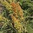 Sweet outlook for sorghum