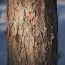 Bark could be better than its bite
