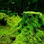 Using moss to remove arsenic from drinking water