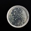 Riding bacterium to the bank