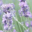Lavender-scented biofuels