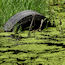ODU Algae Research Aims to Fuel Bioeconomy