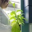 Putting the carboxysome in crop plants