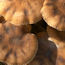 Enzyme discovery could boost biofuel production