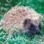 Bioenergy crops: problem or solution?