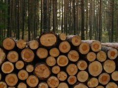 Timber in a forest