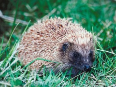 Hedgehog