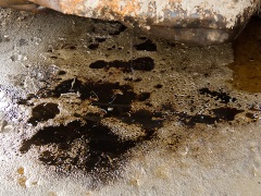 Spilled oil