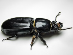 Passalid beetle