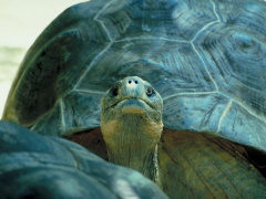 Long-living giant tortoise