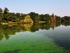 Cyanobacteria on a pond
