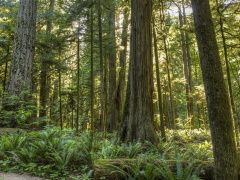 Natural forest in North America