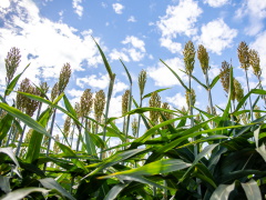 Sorghum field