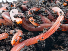 Earthworms in soil