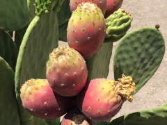 Cactus pears