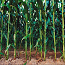 Process and field-scale ethanol yield of five lignocellulosic feedstocks