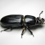 With the beetles