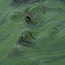 Turning Algae Into Fuel