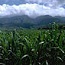 Industry-ready process makes plastics chemical from plant sugars