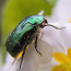 These nano-bugs eat CO2 and make eco-friendly fuel